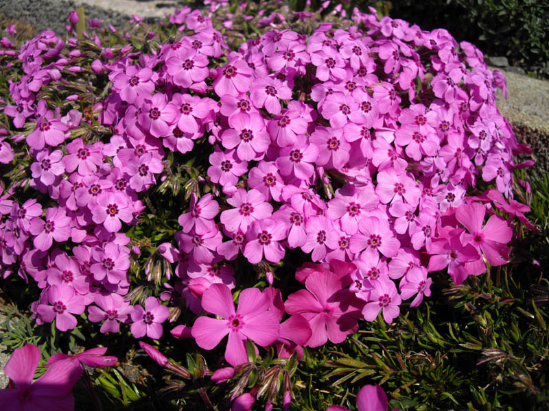 Phlox subulata 'Holly' photo